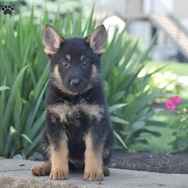 Chloe, German Shepherd Puppy