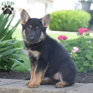 Chloe, German Shepherd Puppy