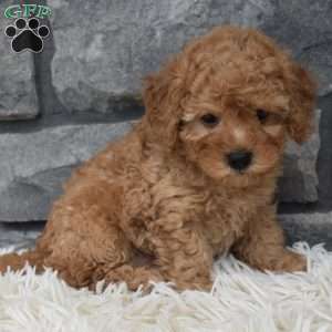 Petey, Toy Poodle Puppy