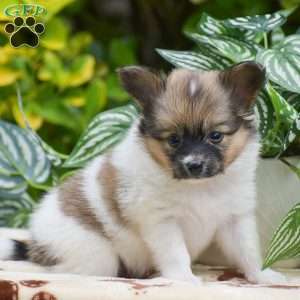 Flower, Papillon Puppy