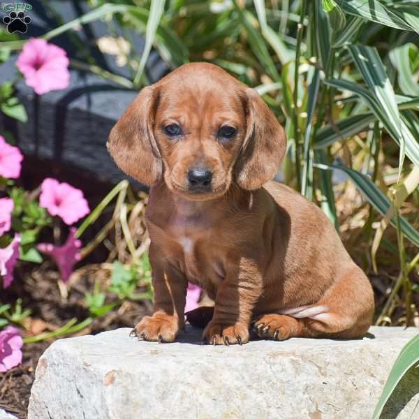 Memphis-Mini, Dachshund Puppy