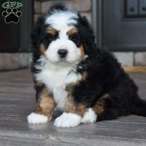 Jax, Mini Bernedoodle Puppy