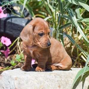 Memphis-Mini, Dachshund Puppy