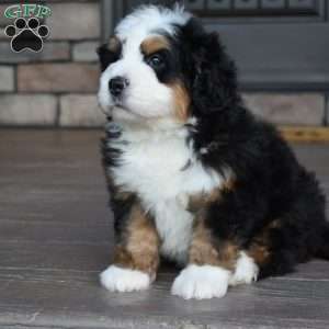 Jax, Mini Bernedoodle Puppy