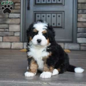 Jax, Mini Bernedoodle Puppy