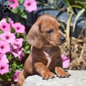 Memphis-Mini, Dachshund Puppy