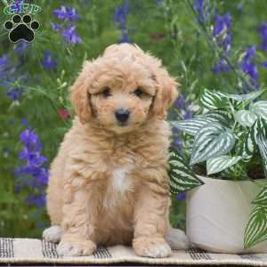 Nixie, Miniature Poodle Puppy