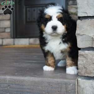 Jax, Mini Bernedoodle Puppy
