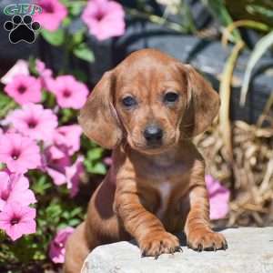 Memphis-Mini, Dachshund Puppy