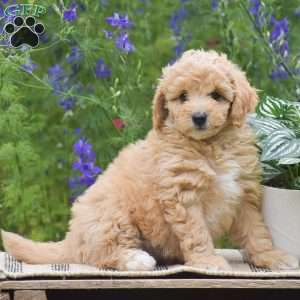Nixie, Miniature Poodle Puppy