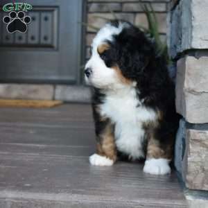 Jax, Mini Bernedoodle Puppy
