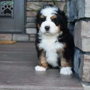 Jax, Mini Bernedoodle Puppy