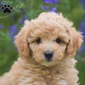 Nixie, Miniature Poodle Puppy
