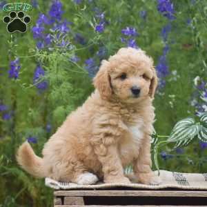 Nixie, Miniature Poodle Puppy