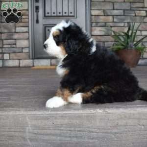 Jax, Mini Bernedoodle Puppy