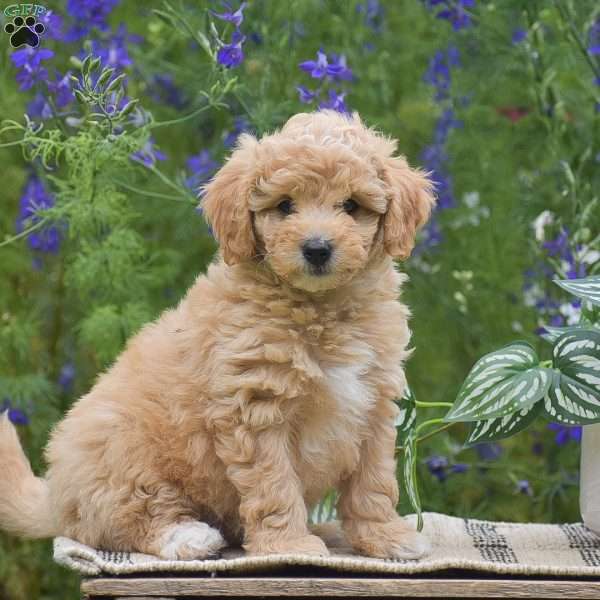 Nixie, Miniature Poodle Puppy