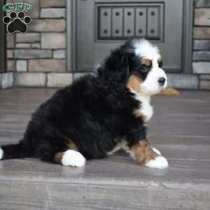 Jax, Mini Bernedoodle Puppy