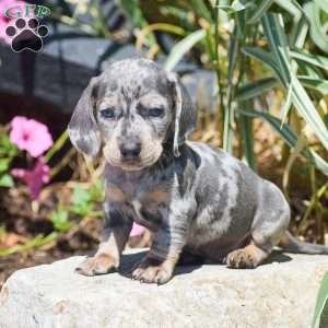 Major-Mini, Dachshund Puppy