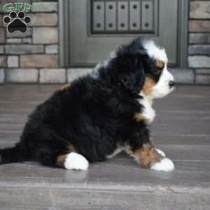 Jax, Mini Bernedoodle Puppy