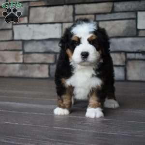 Jax, Mini Bernedoodle Puppy
