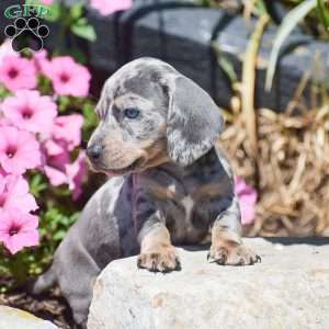 Major-Mini, Dachshund Puppy