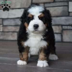 Jax, Mini Bernedoodle Puppy