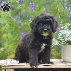 Nifty, Miniature Poodle Puppy