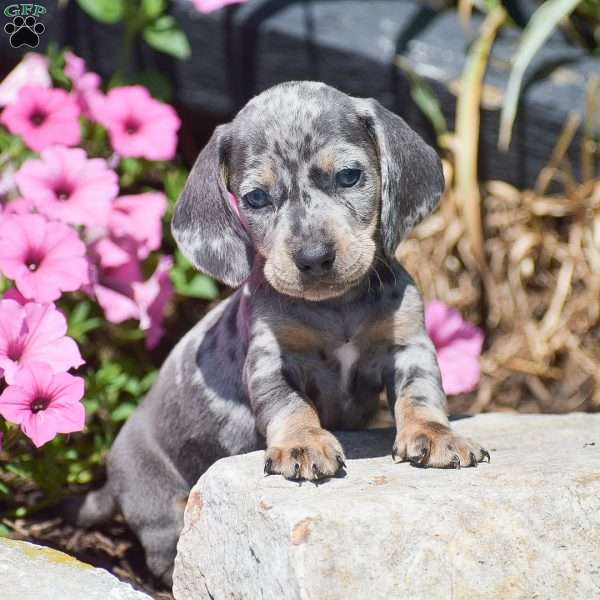 Major-Mini, Dachshund Puppy