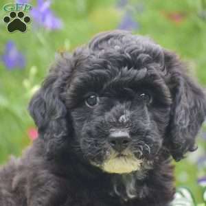 Nifty, Miniature Poodle Puppy
