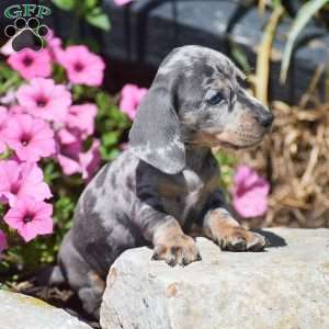 Major-Mini, Dachshund Puppy