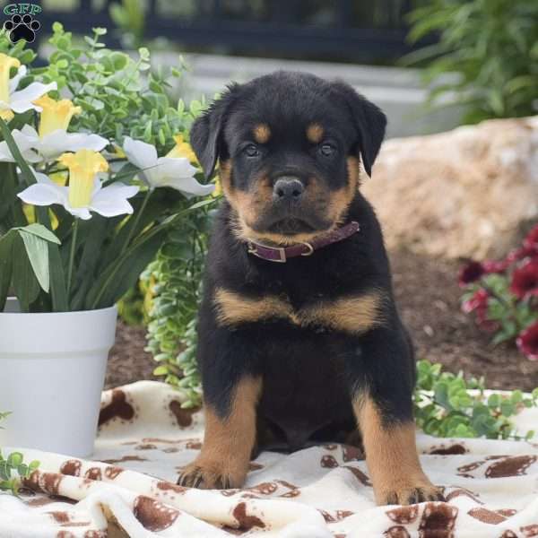 Hank, Rottweiler Puppy