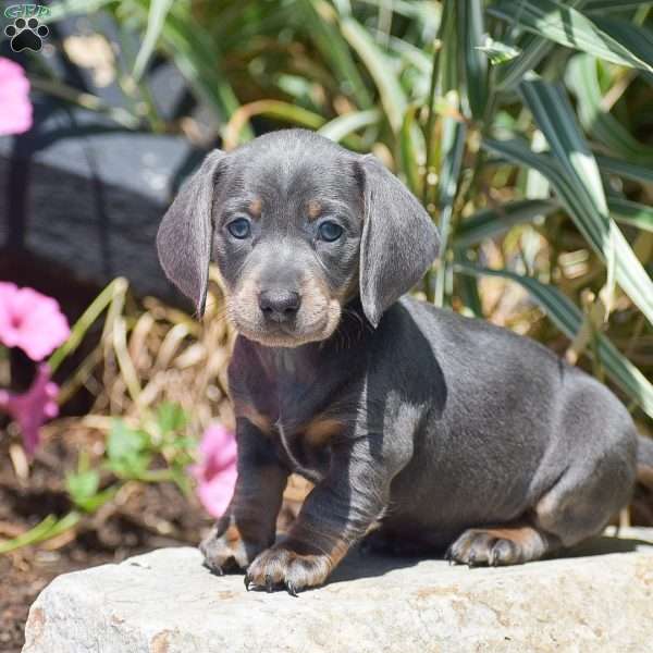 Meredith-Mini, Dachshund Puppy