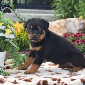 Hank, Rottweiler Puppy