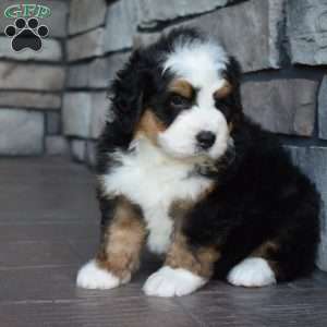 Jax, Mini Bernedoodle Puppy