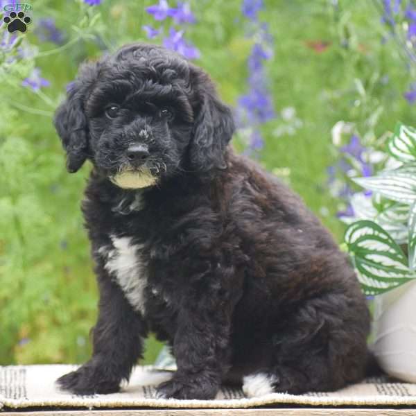 Nifty, Miniature Poodle Puppy