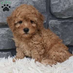 Petey, Toy Poodle Puppy