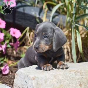 Meredith-Mini, Dachshund Puppy