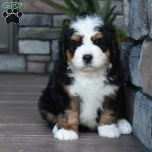 Jax, Mini Bernedoodle Puppy