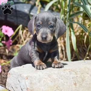 Meredith-Mini, Dachshund Puppy