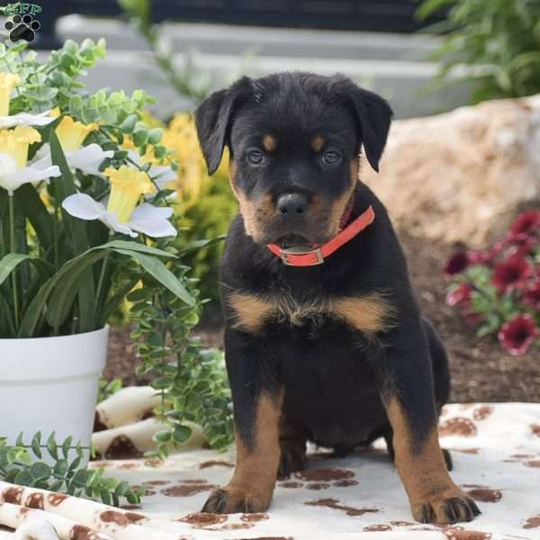 Hailey, Rottweiler Puppy