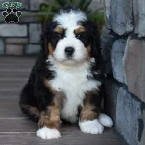 Jax, Mini Bernedoodle Puppy