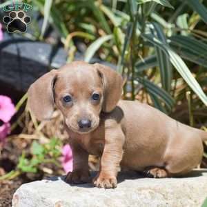 Maisy-Mini, Dachshund Puppy
