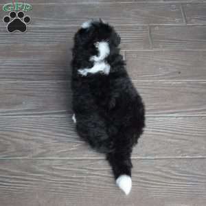 Jax, Mini Bernedoodle Puppy