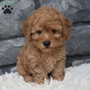 Petey, Toy Poodle Puppy