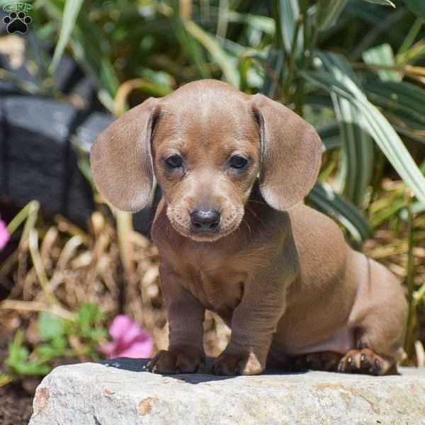 Maisy-Mini, Dachshund Puppy