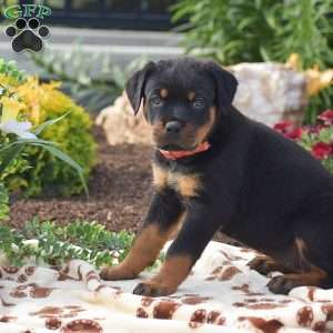 Hailey, Rottweiler Puppy