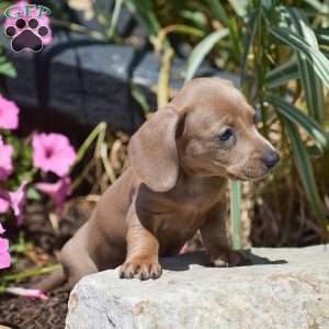 Maisy-Mini, Dachshund Puppy