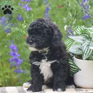 Noah, Miniature Poodle Puppy