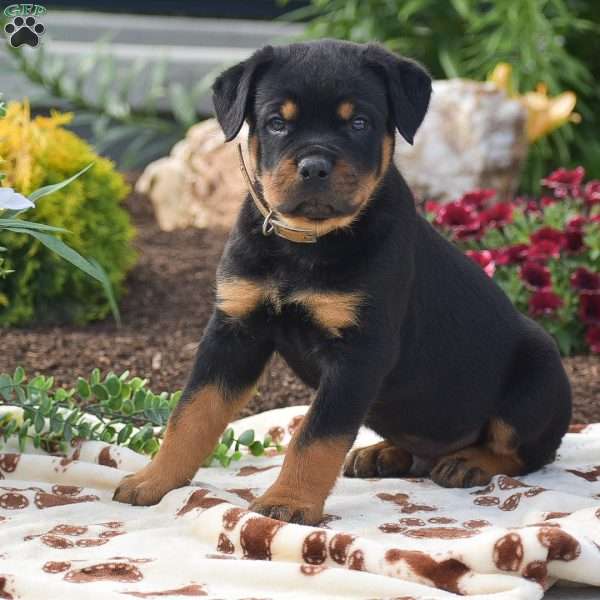 Hunter, Rottweiler Puppy