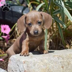 Maisy-Mini, Dachshund Puppy